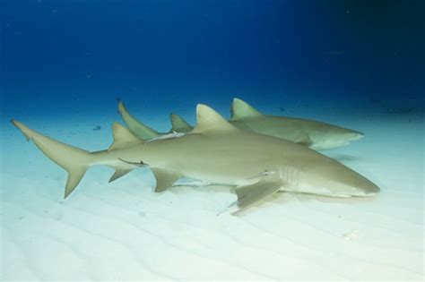 Lemon Shark Shark And Ray Central