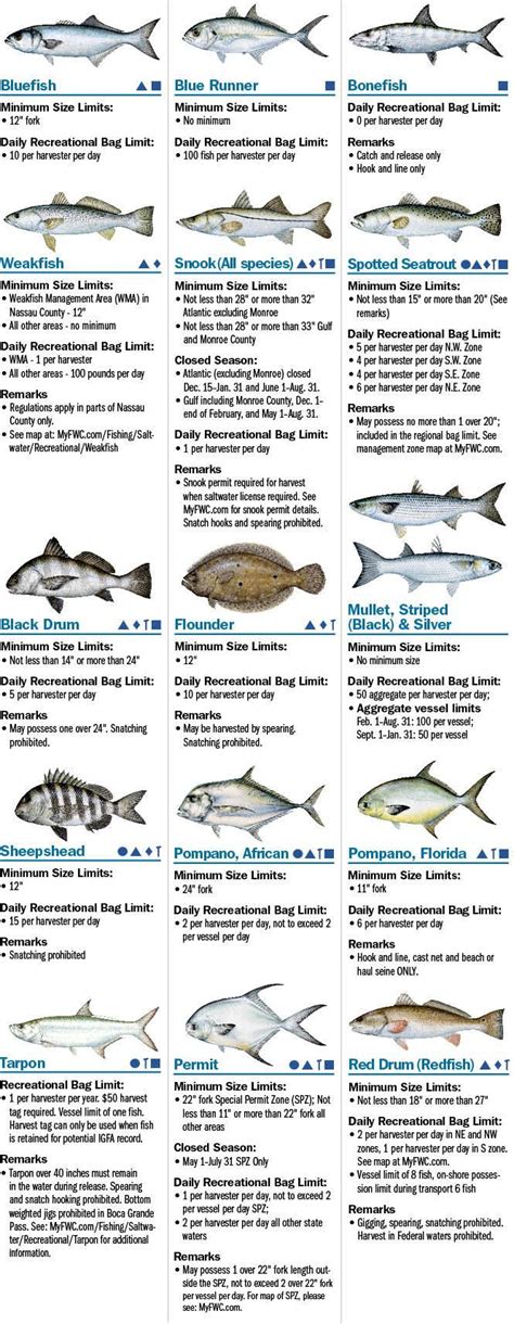 Black Sea Bass Size Limit Florida Bass Fish