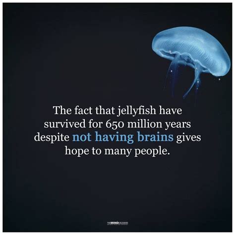 The Fact That Jellyfish Have Survived For 650 Million Years Despite Not