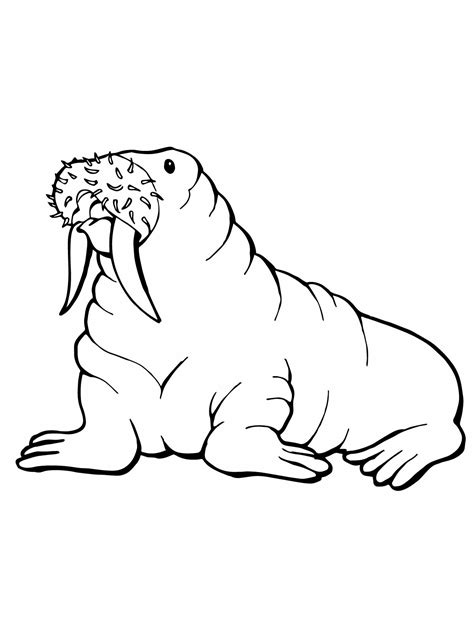 Free printable arctic polar animals to color and use for crafts and animal learning activities. Free Printable Walrus Coloring Pages For Kids