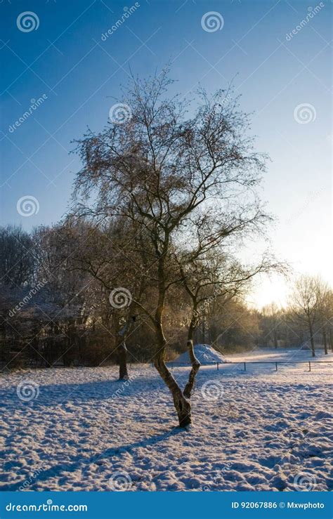 Birch Tree In Winter Scenery Snow White Sunset Sunrise Cold Stock Photo