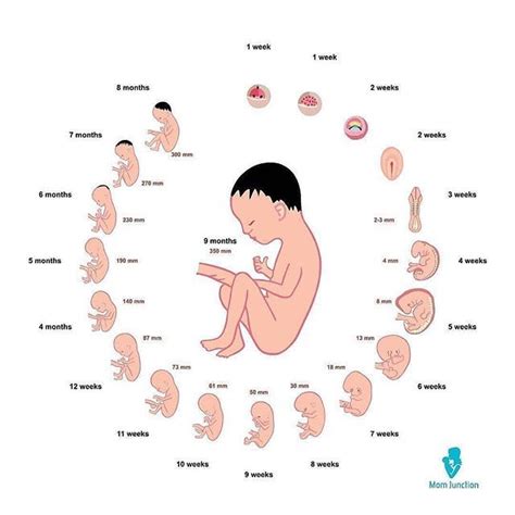 12 Weeks Pregnant Belly Diagram Pregnantbelly