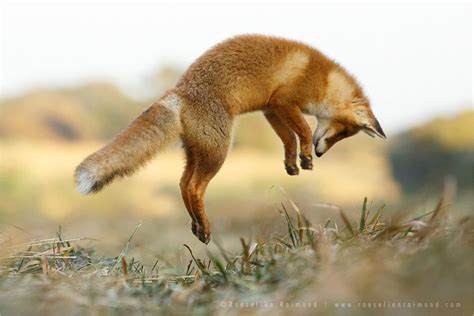 You Say Jump I Say How High By Thrumyeye On Deviantart Fox Red Fox Jumping Fox