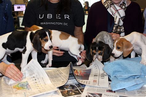 But our favorite perk by far. Uber to deliver puppies Wednesday to benefit D.C. shelter | WTOP