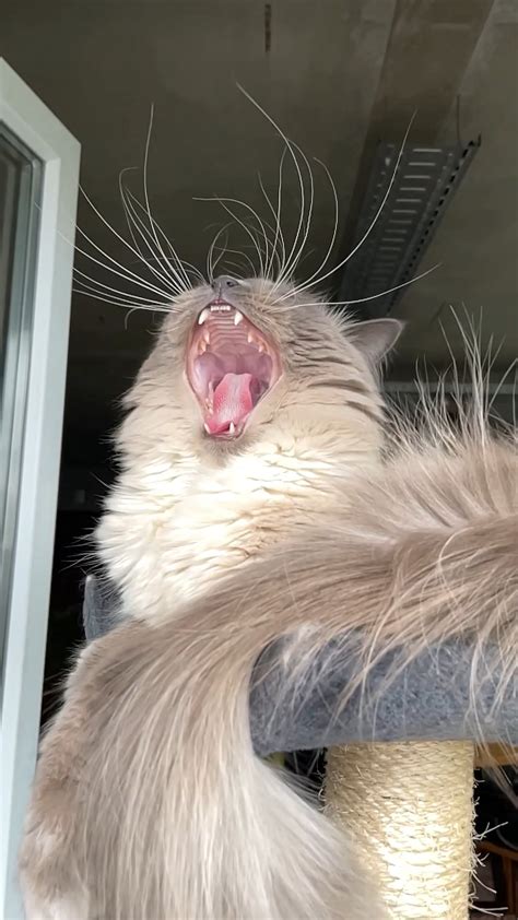 Caught My Floofs Yawning In Slow Mo Rcats