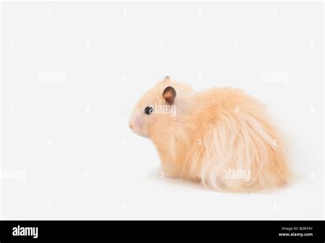 Furry Hamster Hi Res Stock Photography And Images Alamy