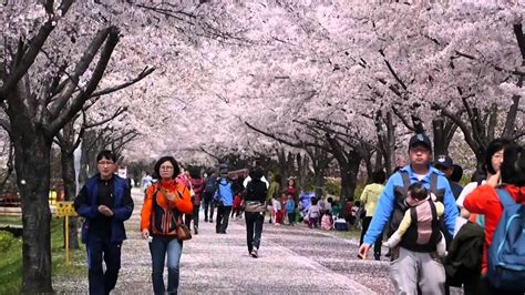 Its time to mark your calendar for springtime blooms in korea 2018! Cherry Blossom in Busan/Korea 2014 - YouTube