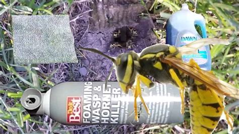How To Get Rid Of Bees That Burrow In The Ground Pin On Garden Plan