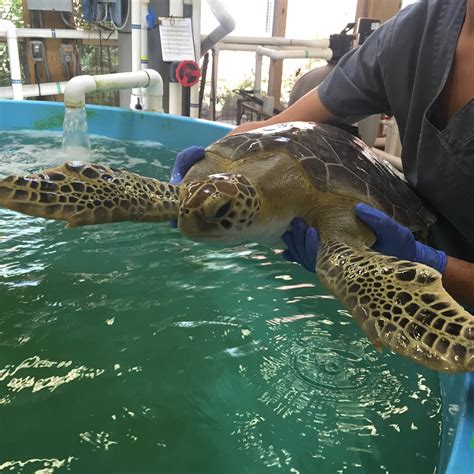Breed Rescue Protect Sea Life Charlotte Concord Aquarium