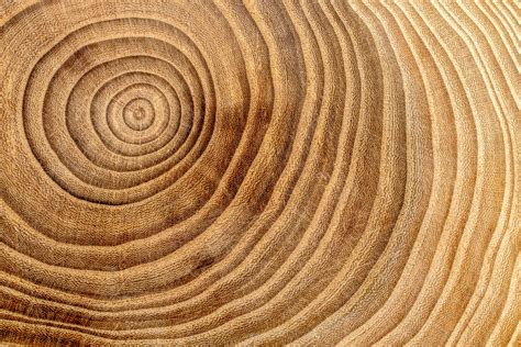 A growth ring is the ring of growth found in some living organisms, such as trees. 年輪年代学 - 年輪は、時間の経過を追跡する方法