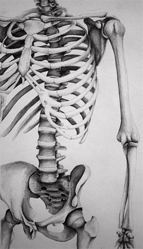 Skeletal Torso By Melissa B Pencil Drawing Anatomy Art Skeleton