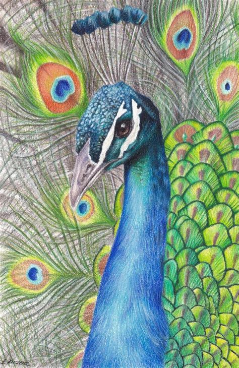 Peacock Pictures For Drawing At PaintingValley Explore Collection