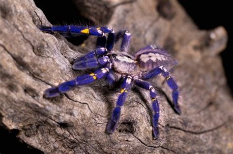 Why Would A Cobalt Blue Tarantula Bite Someone Quora