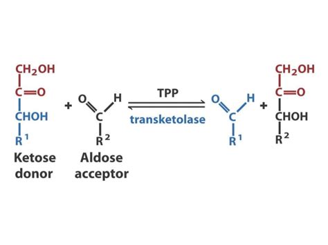 Hexose Monophosphate Shunt Pathway Hmp Pathway