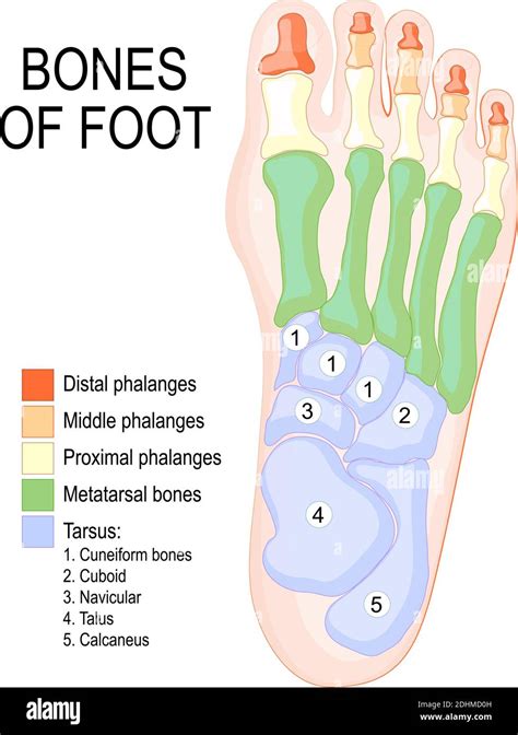 Hueso Navicular Humano Imágenes Vectoriales De Stock Alamy Free