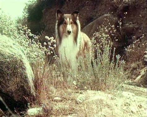 Lassie 1954