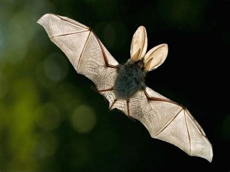 Why Are People Afraid Of Batsthey Are Beautiful Bat Animal
