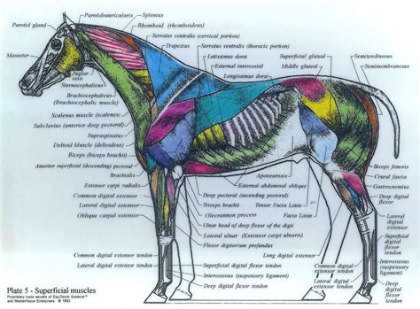 Anatomie Pferd Muskeln