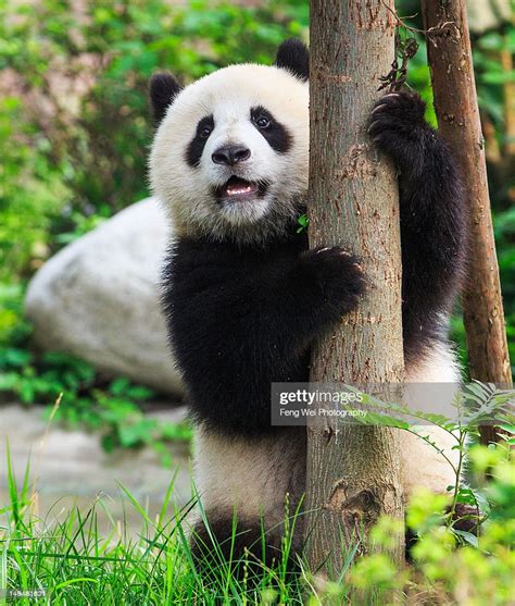 Giant Panda Cub Hugging Tree Stock Photo Getty Images