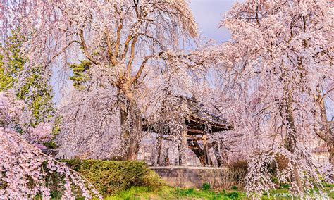 Matsumoto Castles Cherry Blossom Season A Secret Spot To See Cherry