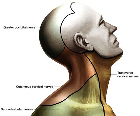 Cervical Plexus And Greater Occipital Nerve Blocks Controversies And