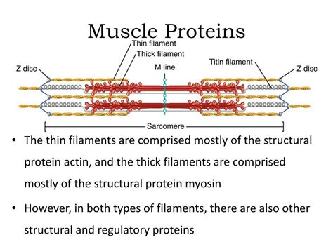 Ppt Organization Of Muscle Tissue Powerpoint Presentation Free