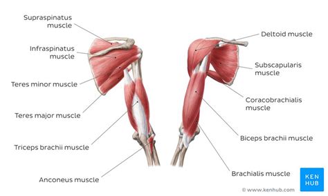 Anterior view of the human muscular system showing only some major muscles. Shoulder muscles : Anatomy and functions | Kenhub
