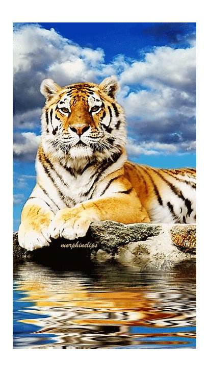 Animals Tiger Water Wild Cats Moving Lion