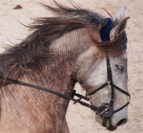 Gambar Kendali Binatang Menyusui Kuda Jantan Rambut Kuda Kekang