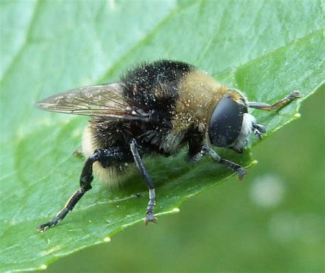 Check spelling or type a new query. Narcissus Bulb Fly | NatureSpot
