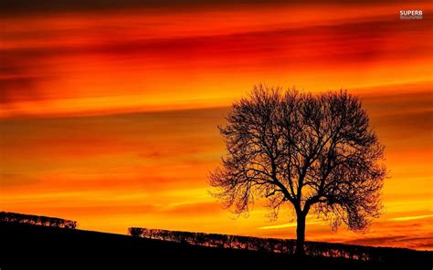 https://www.google.ro/blank.html | Sunset wallpaper, Tree silhouette ...