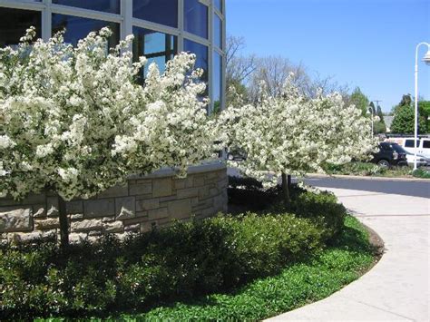 There are dwarf varieties that grow to maturity i have a sargent crabapple tree that is a little bit over a year old and is about 6' tall with several side branches. Malus sargentii 'Tina' - The Site Gardener