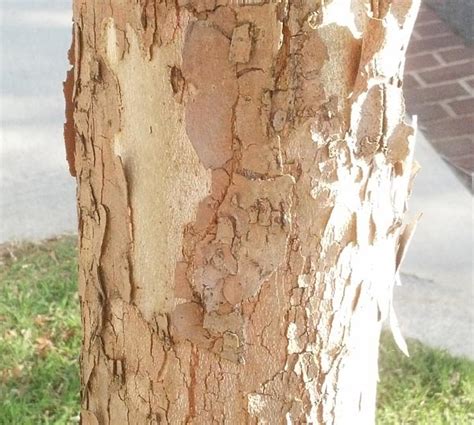 London plane tree bark stock photos and images. Grand Avenue Species » Restore Mass Ave