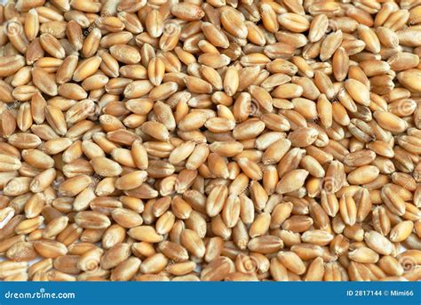 Grains De Blé Images Stock Image 2817144