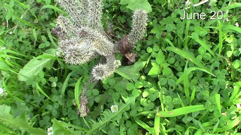 This san pedro cactus is an ideal candidate for taking a cutting because there is likely a healthy portion to it that is not rotting or sick. Cactus rooting UPDATE - YouTube
