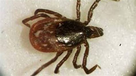 Ticks Carrying Lyme Disease On The Rise In Nb Cbc News