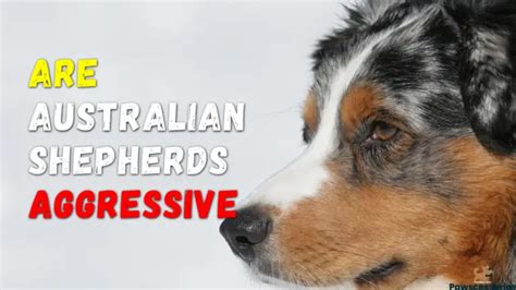 9 Reasons Australian Shepherds Are Aggressive What To Do