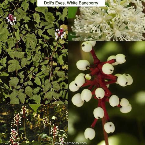 Plant A Day John Connors On Instagram Dolls Eyes White Baneberry