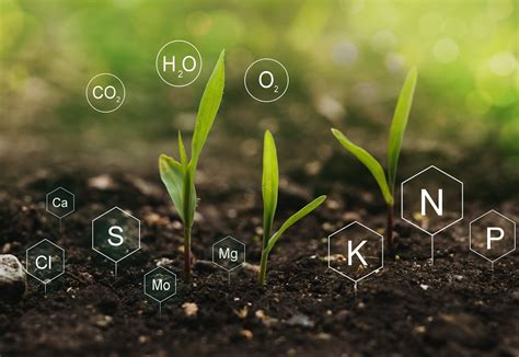 Mastering Soil Nutrient Management
