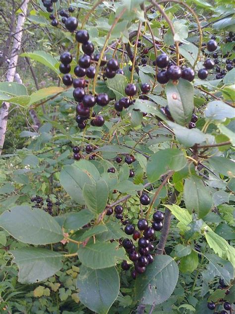 Ornamental cherry tree fruit poisonous. Cherries & Plums growing & identification guide.