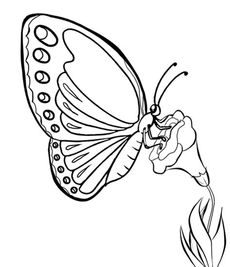 Cara menggambar dan mewarnai kupu kupu cantik dengan mudah via youtube.com. Kumpulan Mewarnai Gambar Sketsa Kupu Kupu Terbang - Desain ...