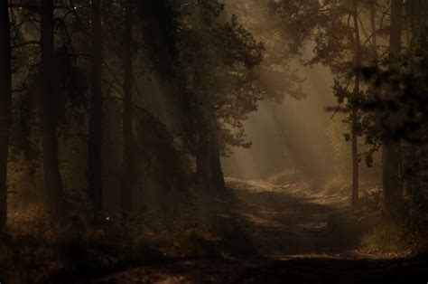 Free Images Tree Nature Forest Wilderness Mist Sunlight Morning