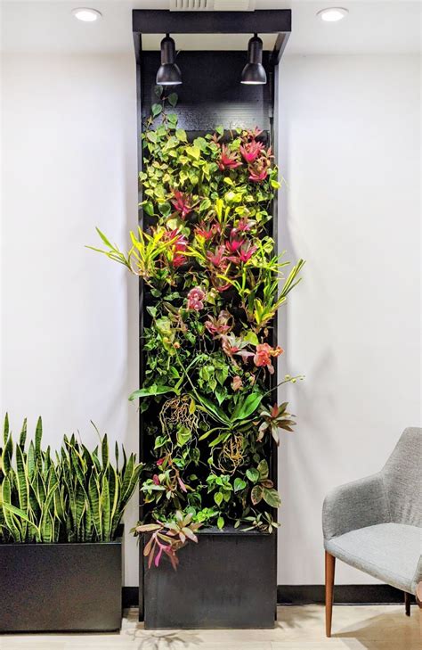 Add Orchids To Your Living Wall Plants On Walls
