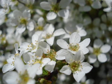 Free Images Branch Blossom White Flower Petal Food Spring