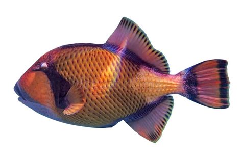 Giant Titan Triggerfish Biggest Coral Reef Trigger Fish Isolated On