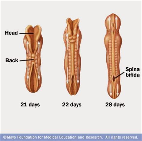 This is because, following the third month of fetal development, the vertebral column grows. Bio Geo Nerd: Brain Development