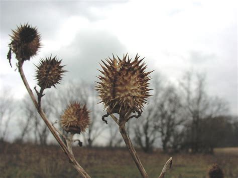Natures Defense Jimson Or Gypsum Weed Seed Pods Aggieterpkatie