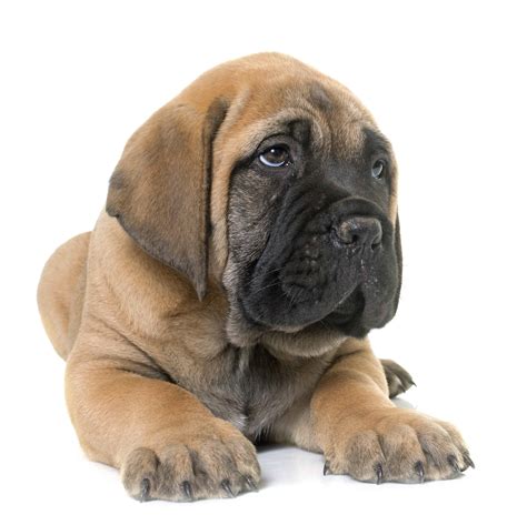 Puppies should be fed three to four times a day therefore if you are currently feeding ¾ a cup of puppy food twice a day you will know when it is time to make the switch when you notice your dog eating less of the puppy food or if she starts to put on too much weight. How Much Food Should My English Mastiff Puppy Eat - Puppy ...