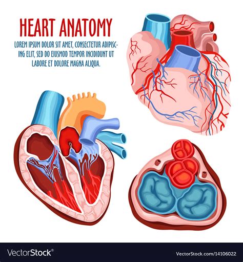 Heart Structure Medical And Anatomy Poster Vector Image