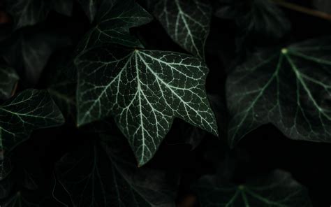 Download Wallpaper 3840x2400 Leaves Plant Green Dark Bush 4k Ultra